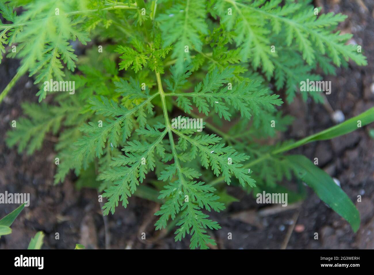 Sweet wormwood herb hires stock photography and images Alamy