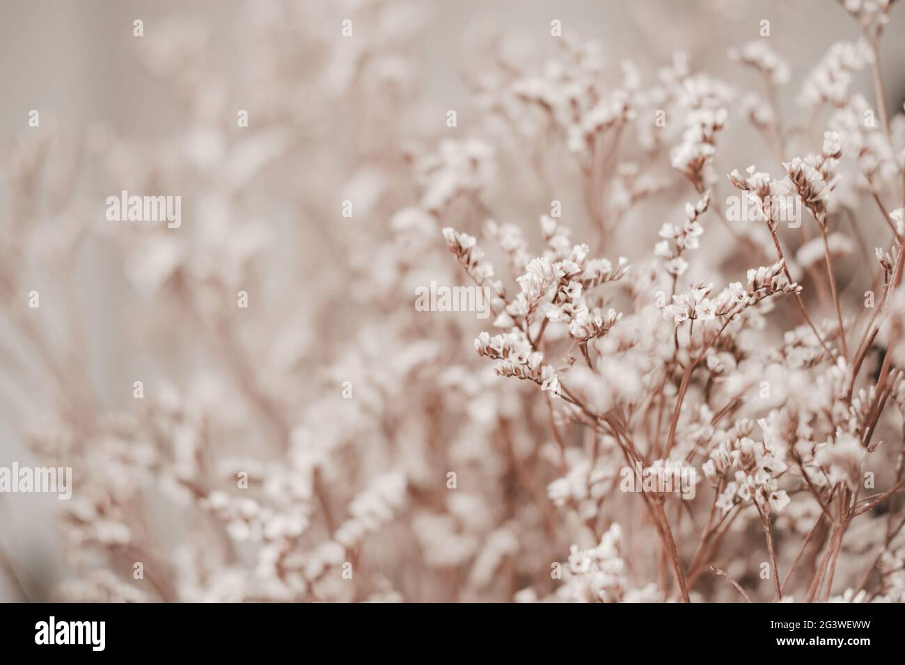 Close-up of Limonium dry flower. Nature background. Stock Photo