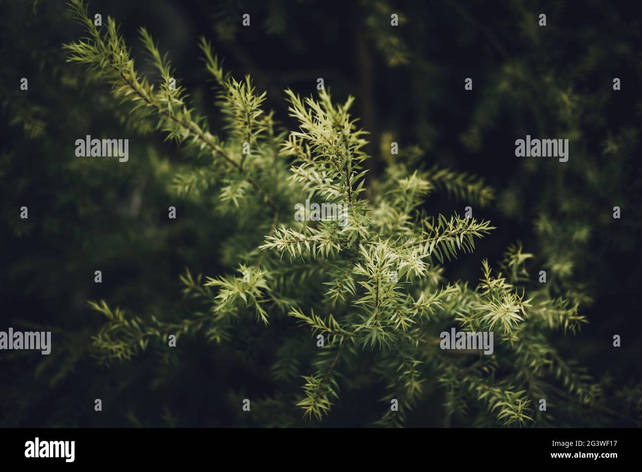 Leaves of Revolution Gold or Black Tea Tree (Melaleuca bracteata F