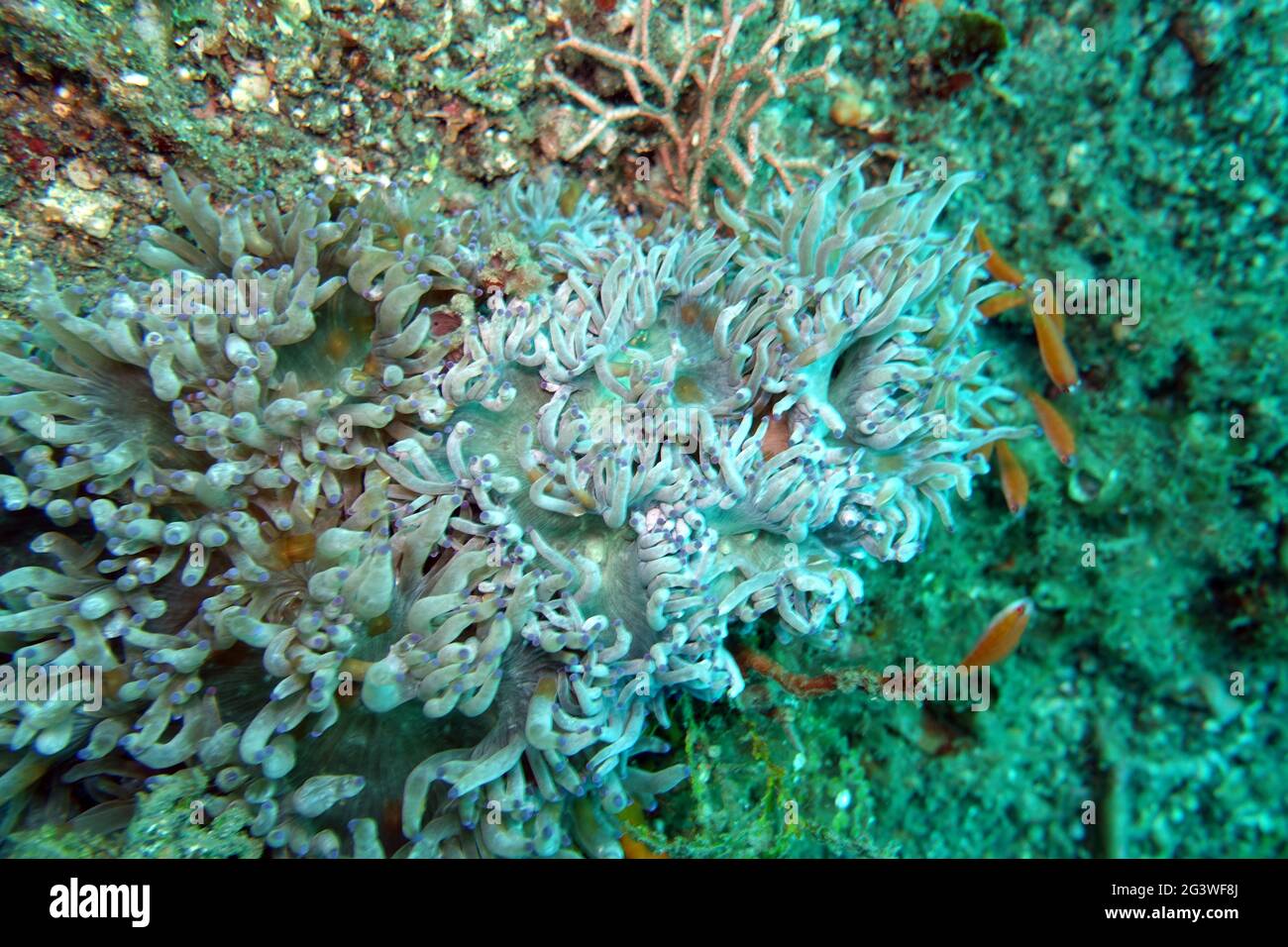 Elegance Coral Stock Photo