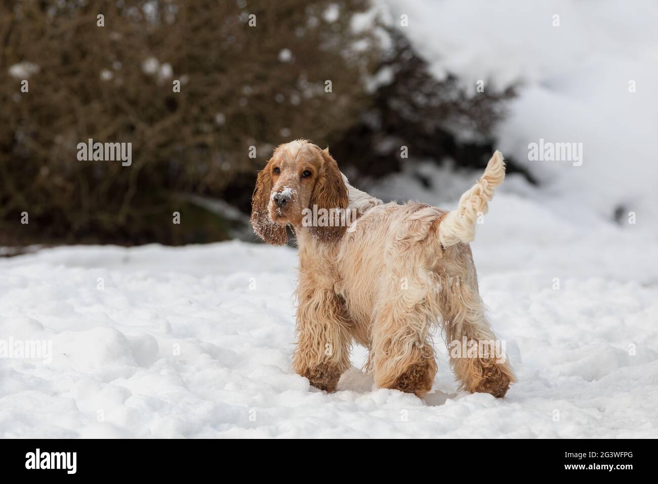 English cocker spaniel dog in snow winter Stock Photo