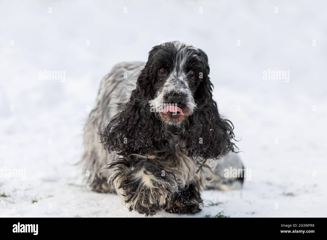 English cocker spaniel dog in snow winter Stock Photo
