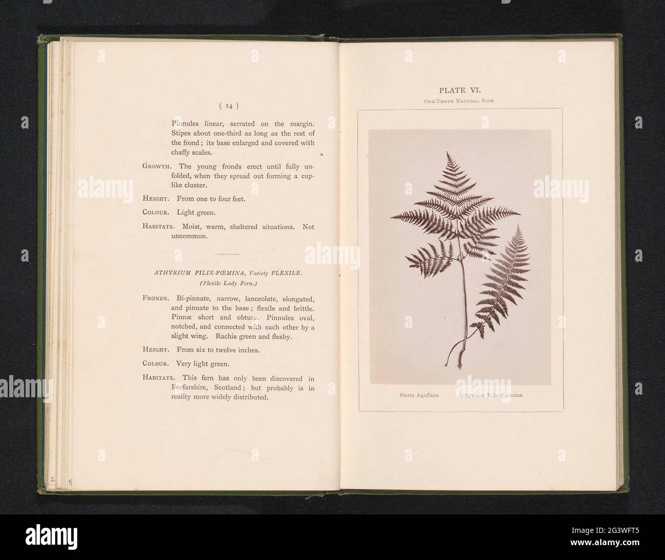 Leaves of the females and eagle ferns; Pteris Aquilina Athyrium Filix-Foemina. . Stock Photo