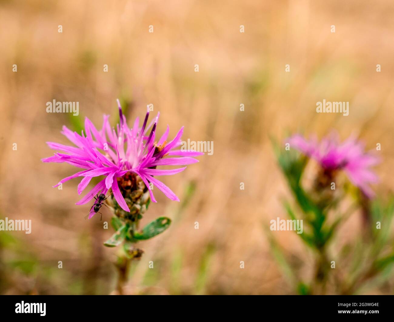 Spotted Knapweed (Centaurea maculosa) - with an ant on a petal Stock Photo