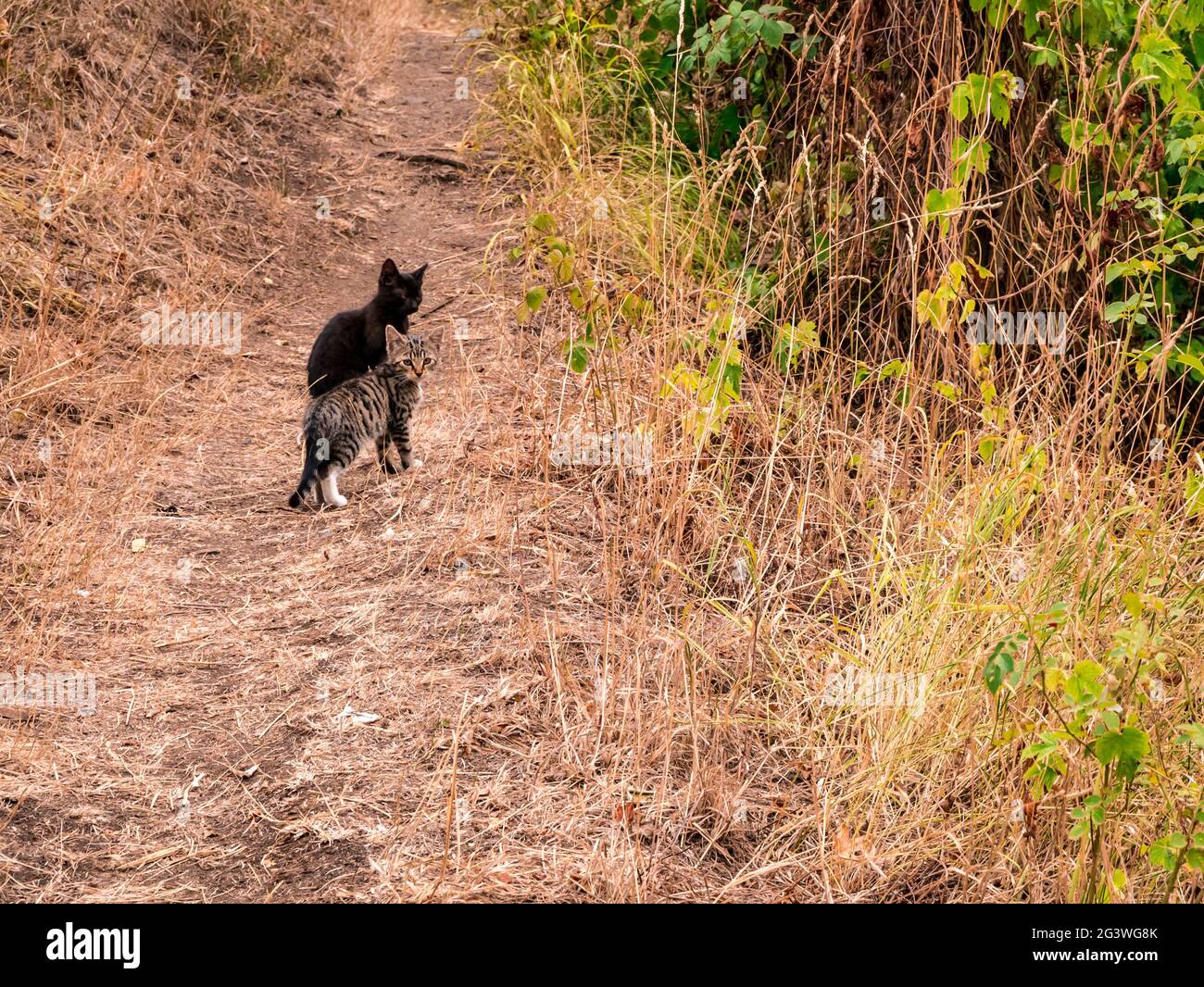 Two little kittens on the footpath Stock Photo