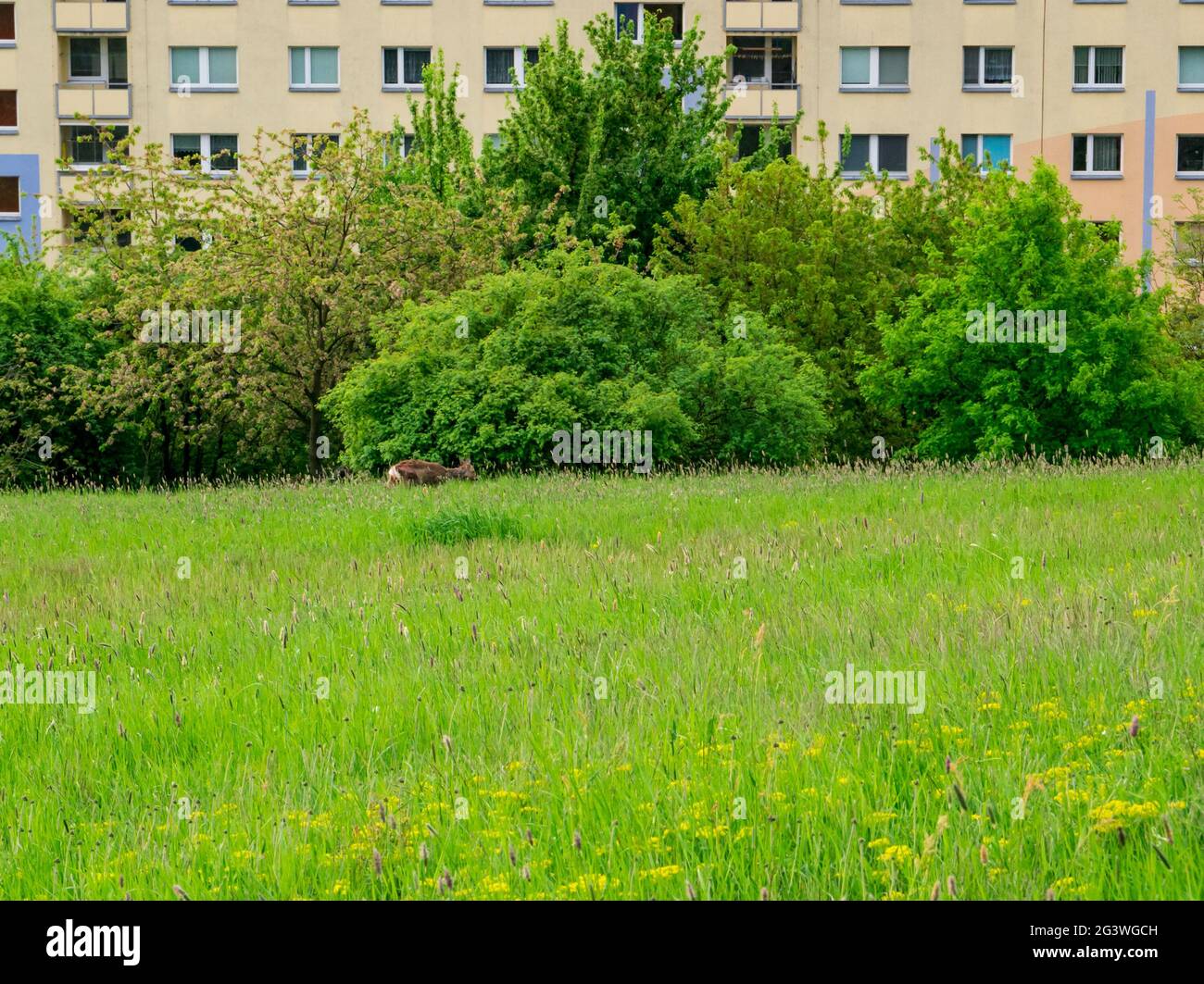 Spring meadow with grazing deer in the distance, in front of a residential building Stock Photo