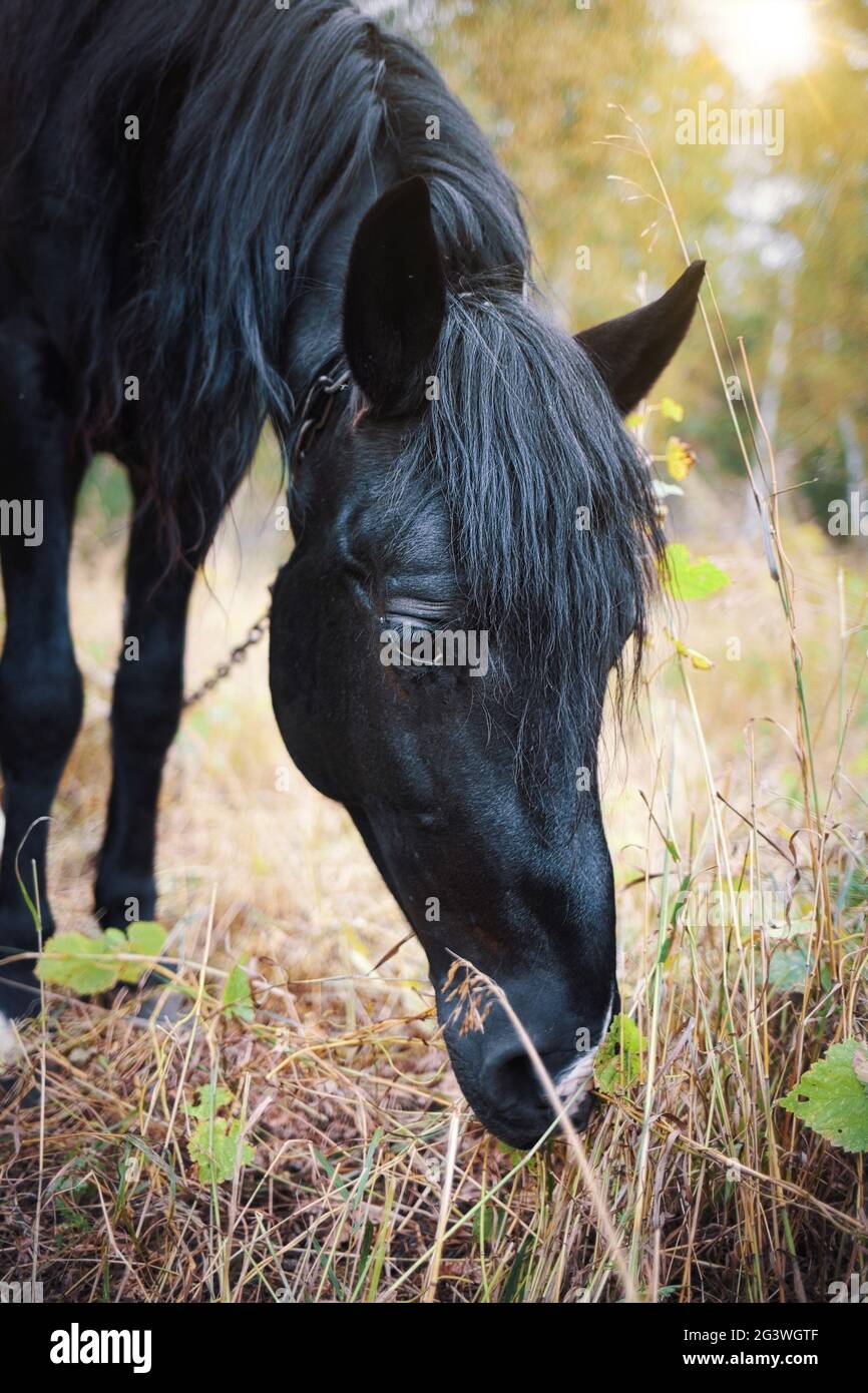 Black Horse Portrait On Black High Resolution Stock Photography and ...