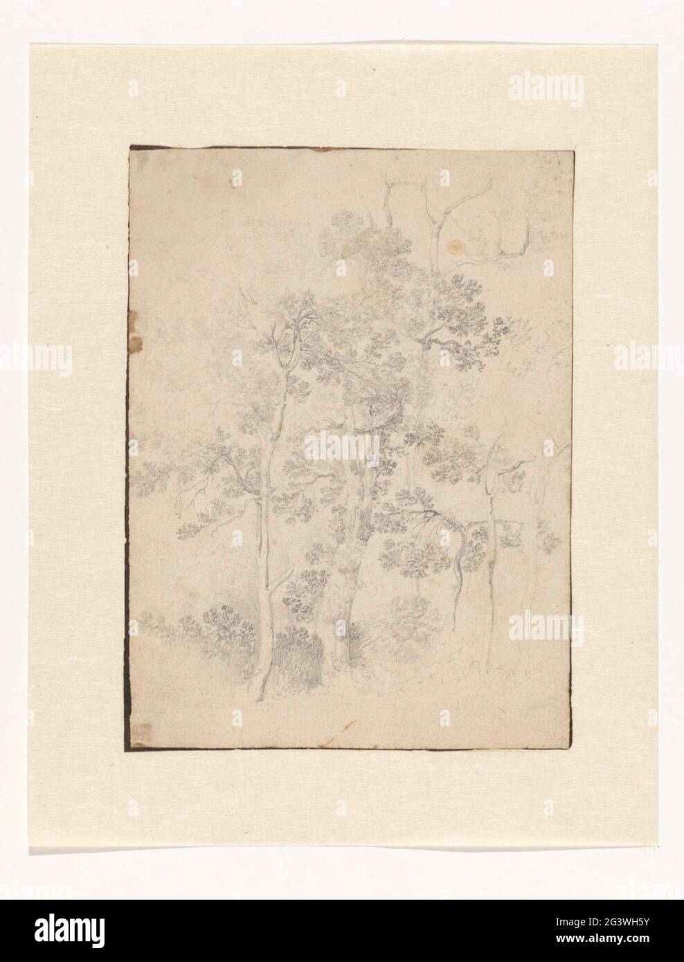 Tree study Stock Photo - Alamy