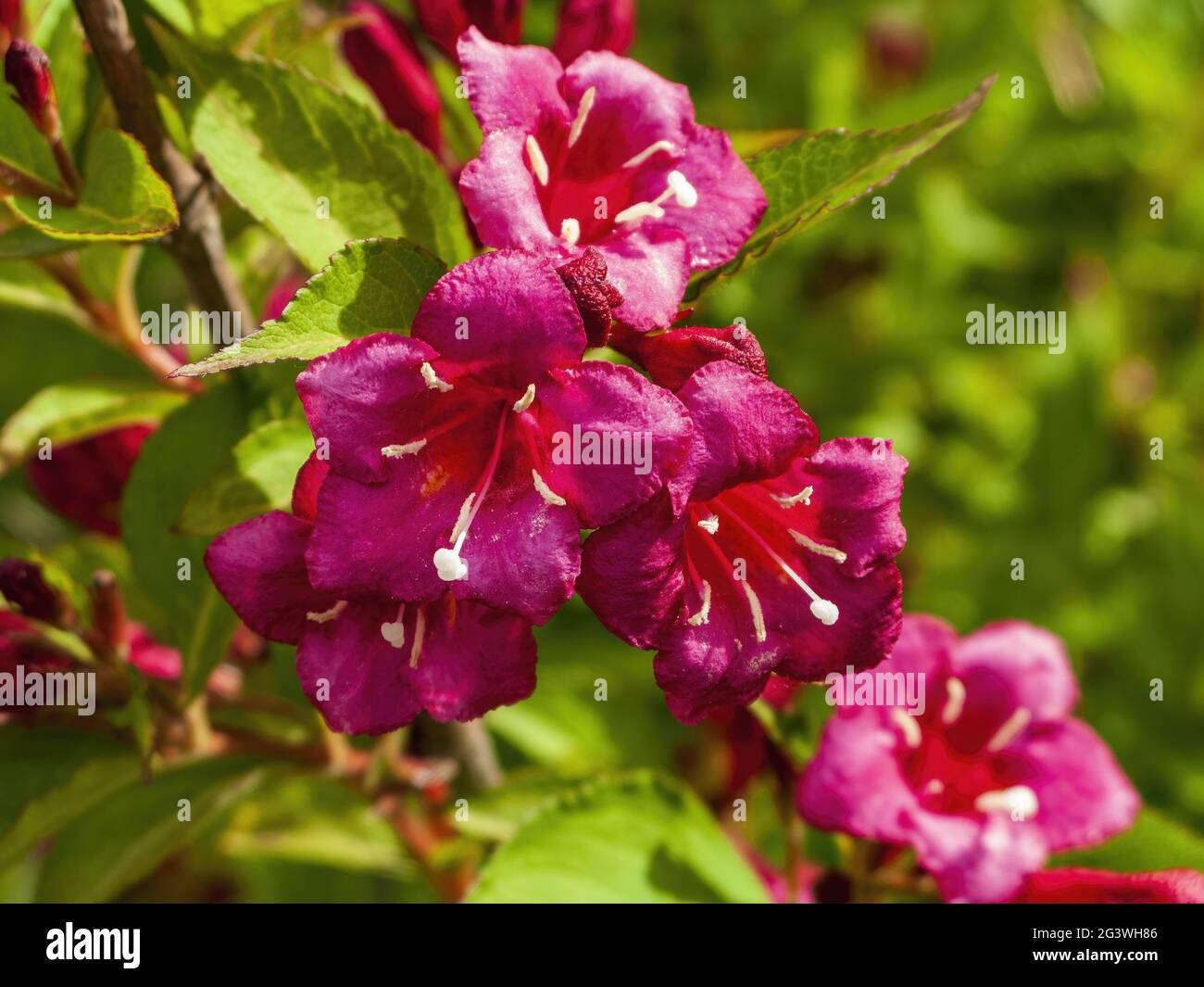 Flower panicle and leaves of the weigelas Stock Photo