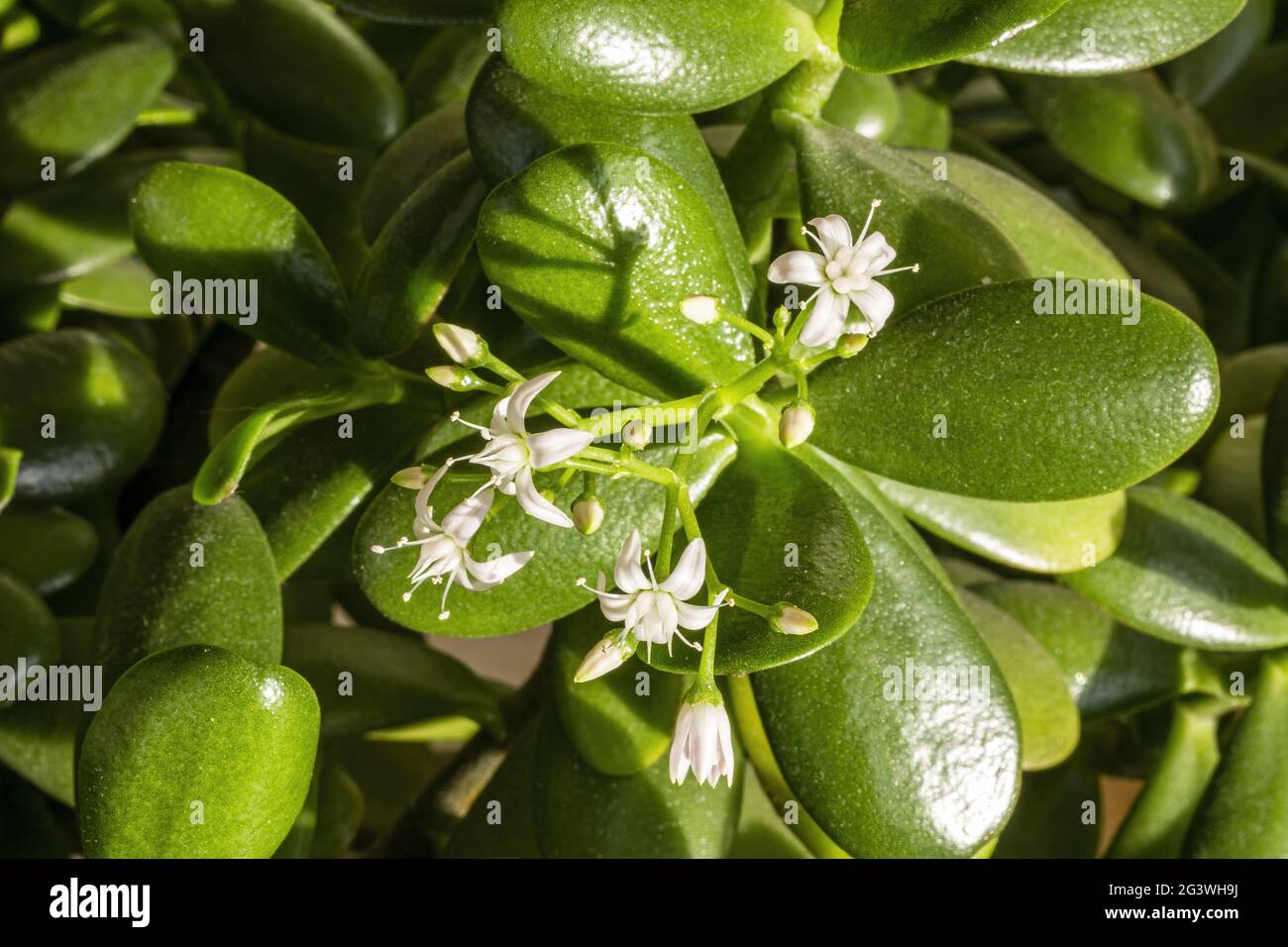 Flowers and leaves of the money plant Stock Photo