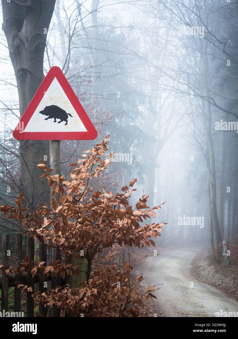 Warning sign wild boars crossing the street Stock Photo