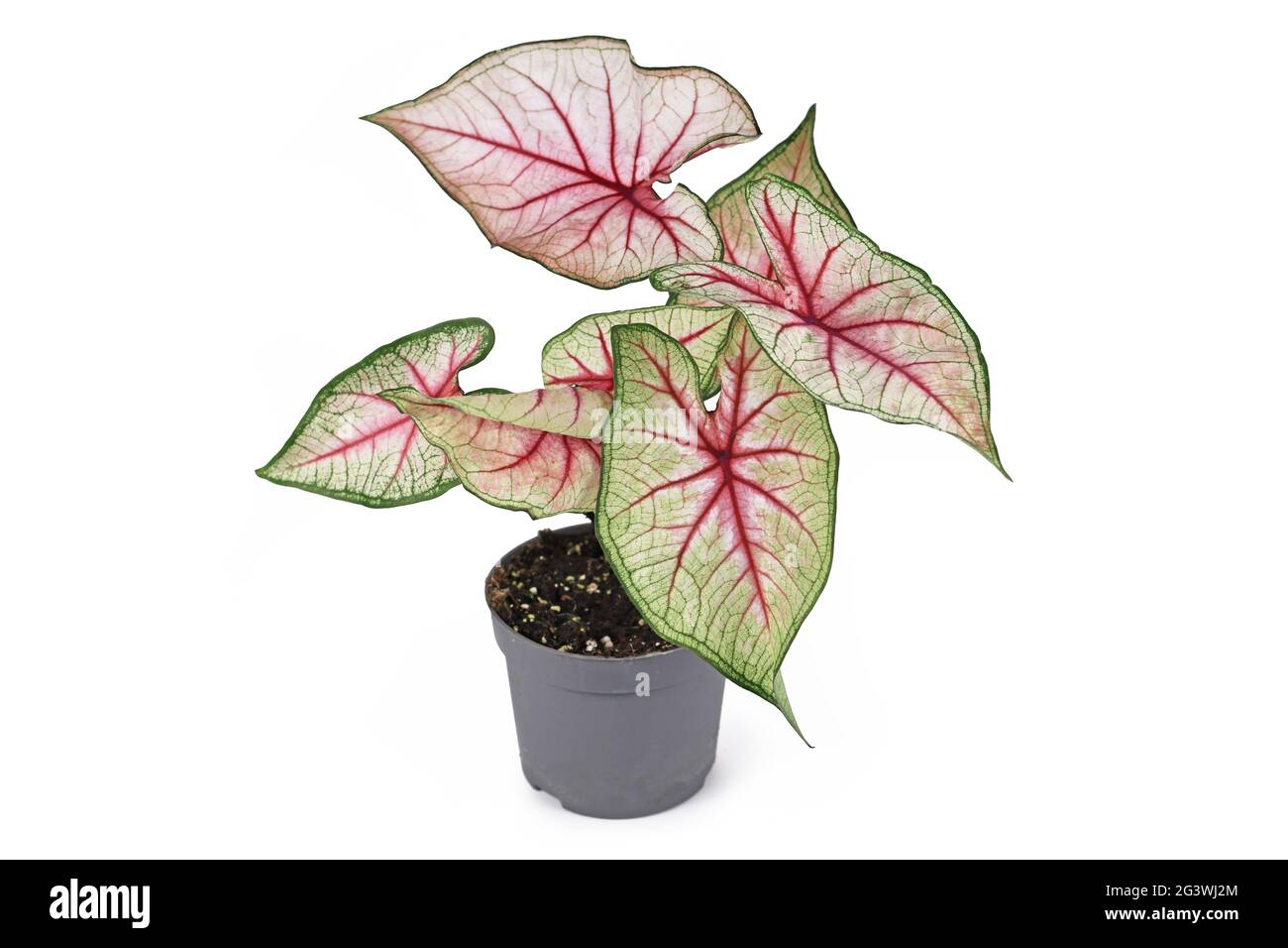 Beautiful exotic 'Caladium White Queen' plant with white leaves and pink veins in pot isolated on white background Stock Photo