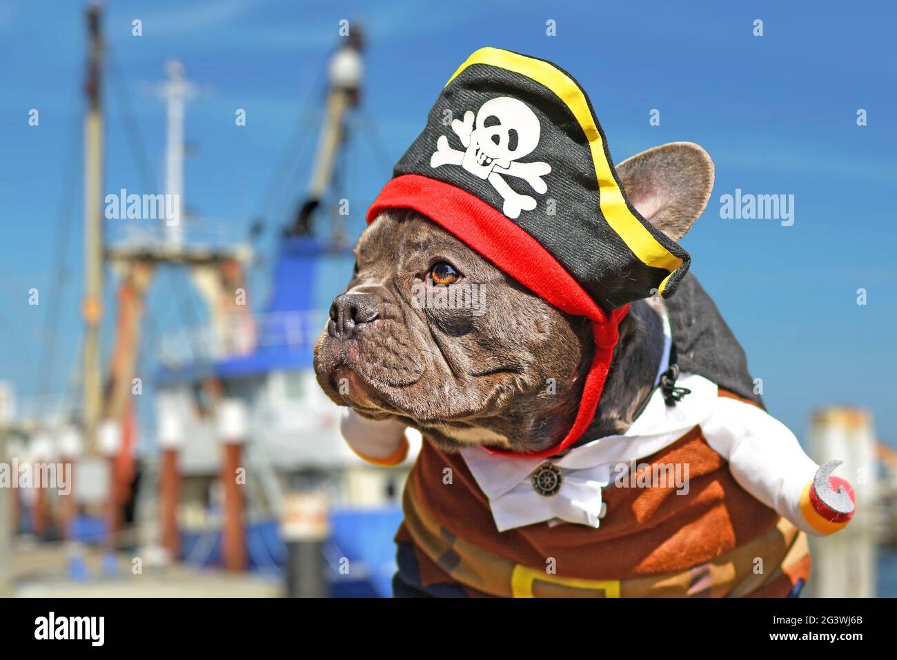 French Bulldog dog dressed up in pirate costume with hat and hook arm Stock Photo