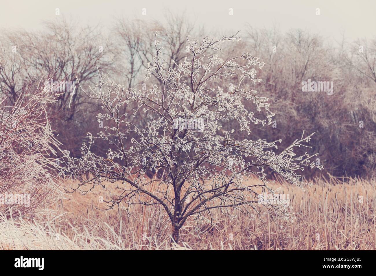 Iced tree and shrubs in a winter Stock Photo