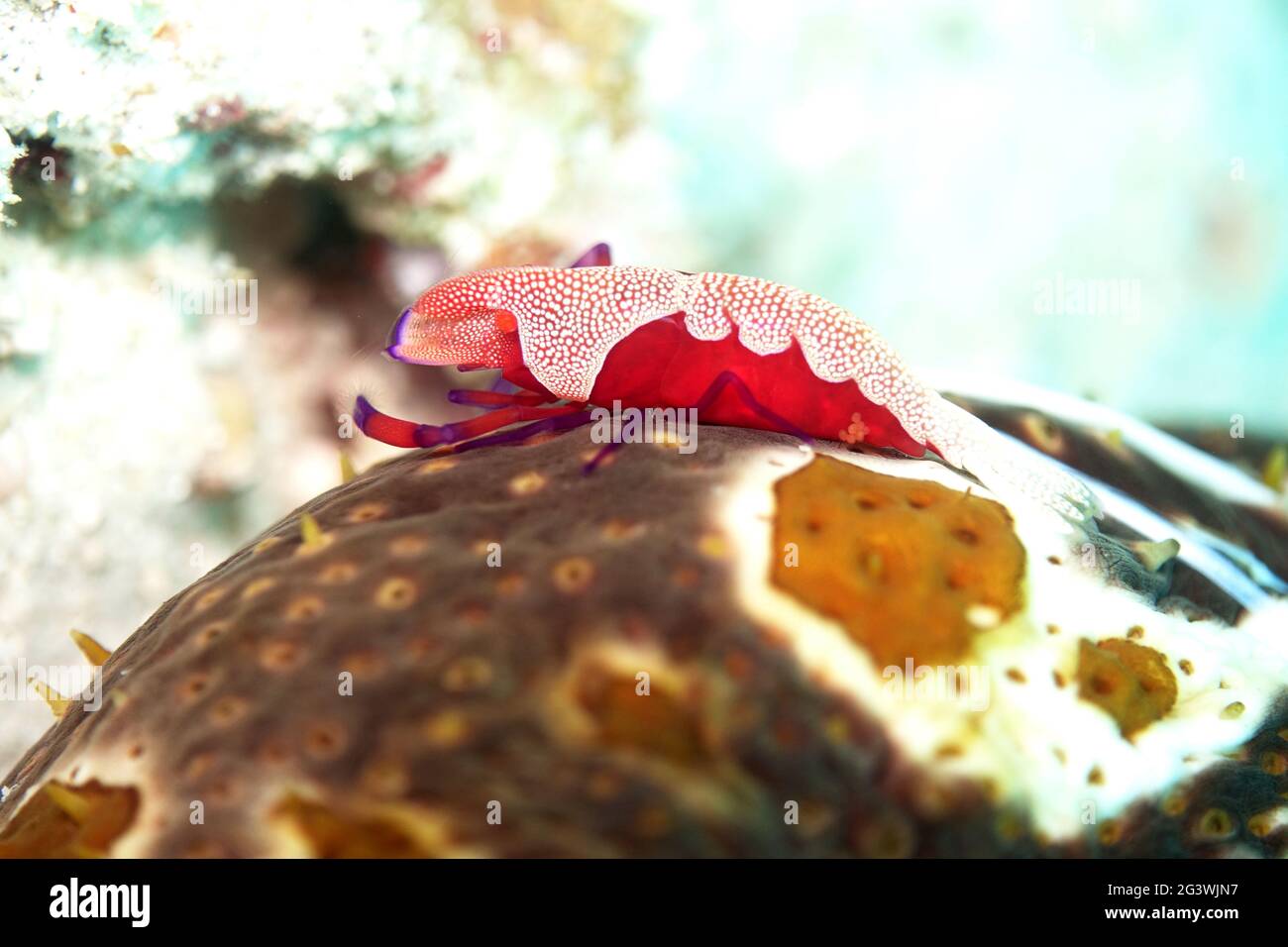 Emperor Shrimp on a leopard sea cucumber Stock Photo