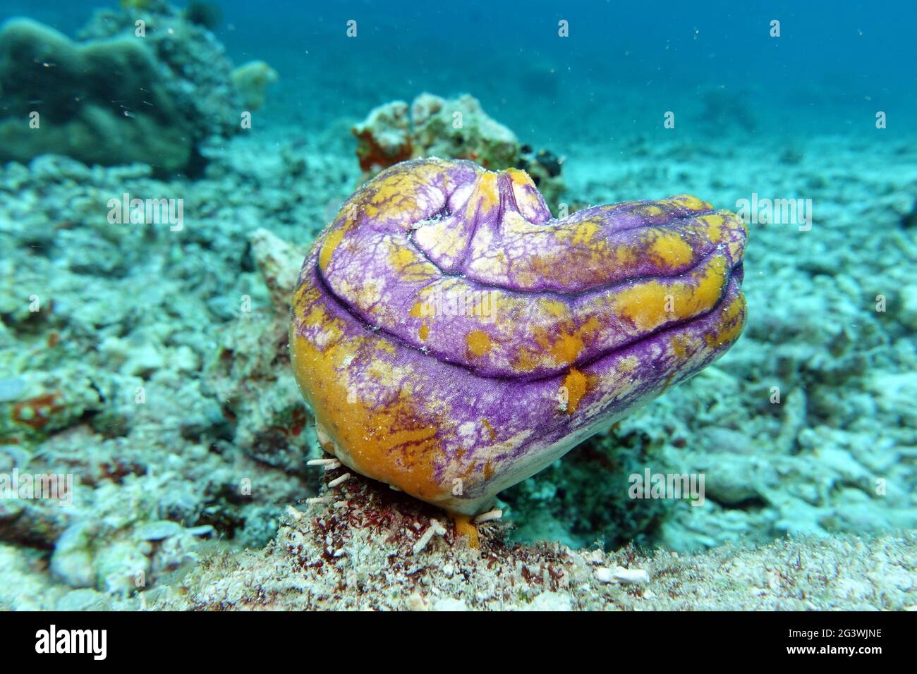 Inkspot Sea Squirt, ox heart ascidian or goldmouth sea squirt Stock