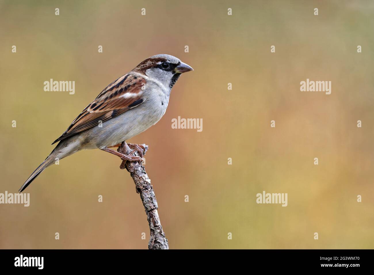 House sparrow Stock Photo