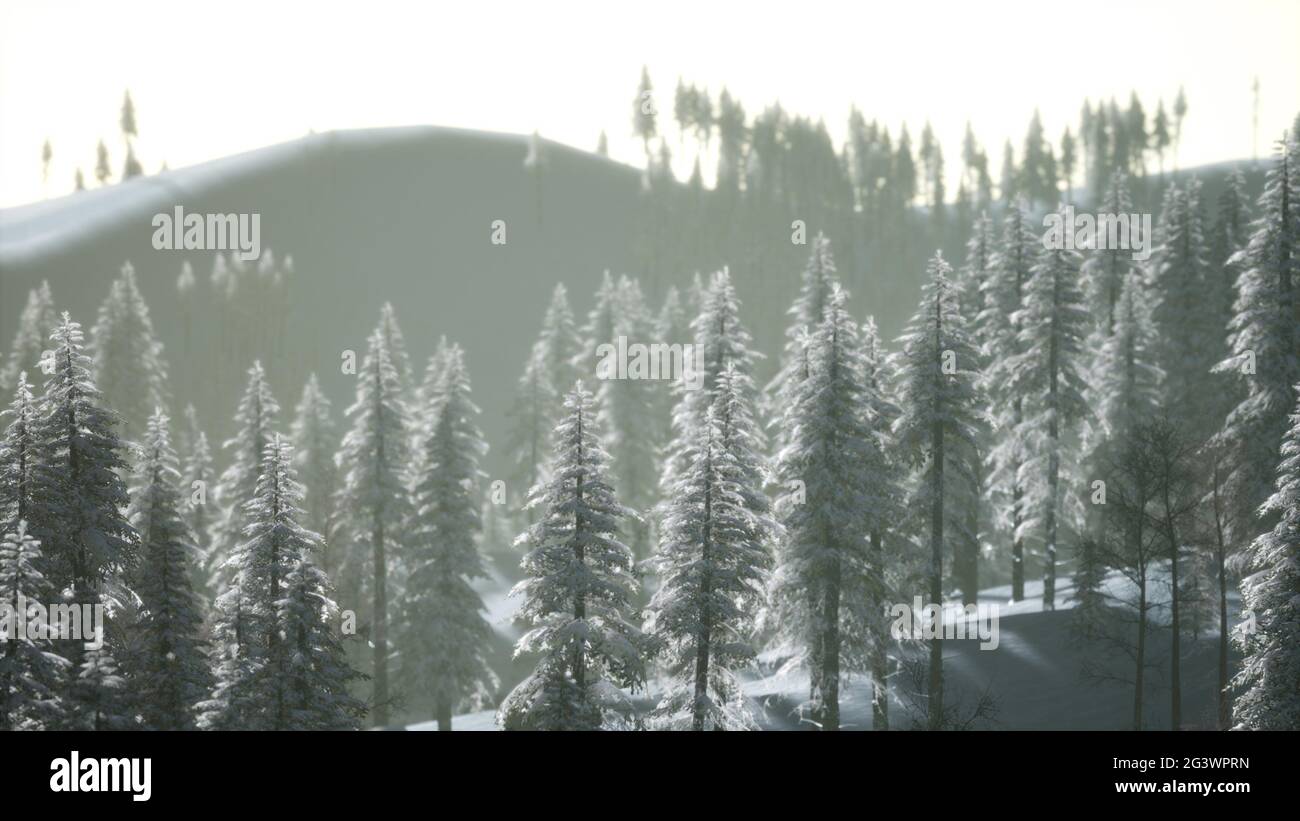Aerial flight over morning wood hi-res stock photography and images - Alamy