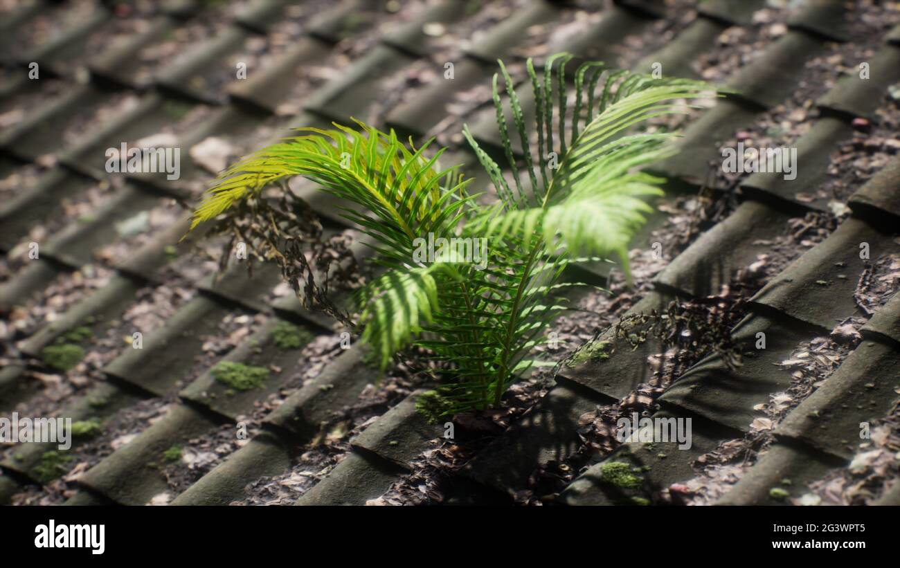Moss and fern on old roof Stock Photo