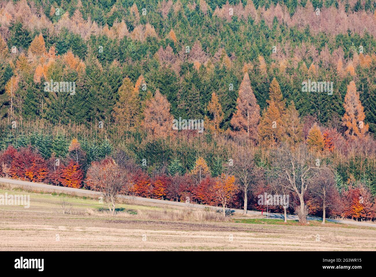 Autumn forest nature. Vivid fall colors Stock Photo