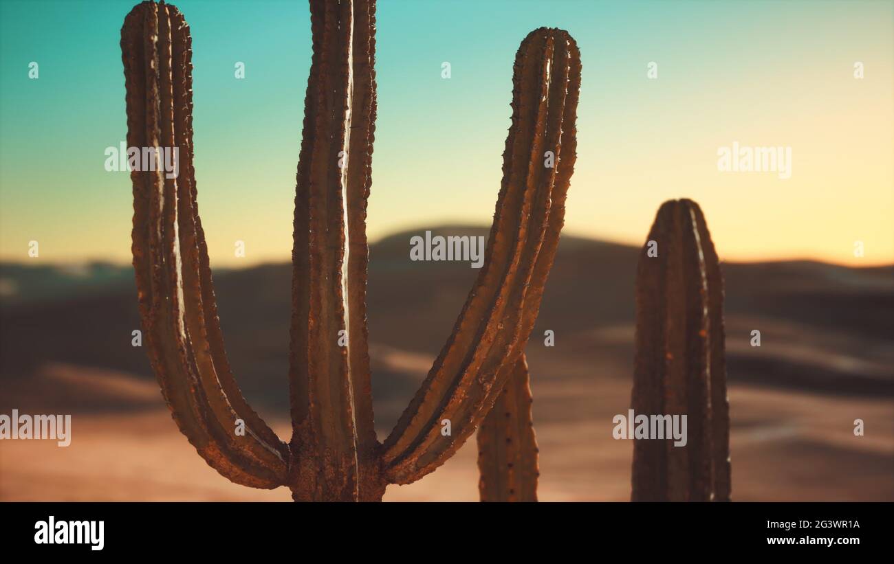 Saguaro Cactus on the Sonoran desert in Arizona Stock Photo - Alamy