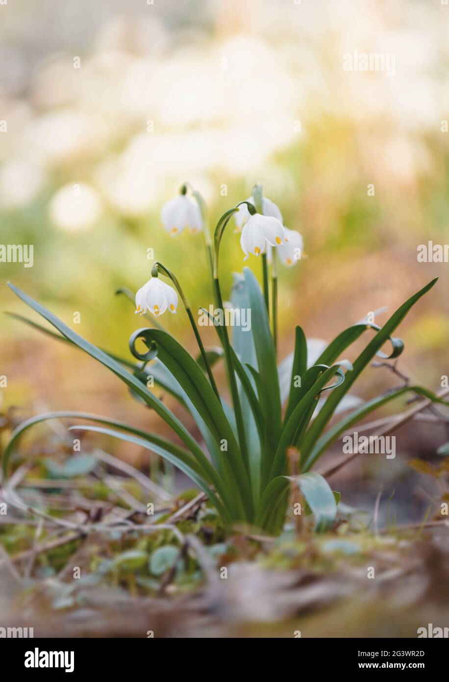 White spring flowers snowflake Leucojum Stock Photo