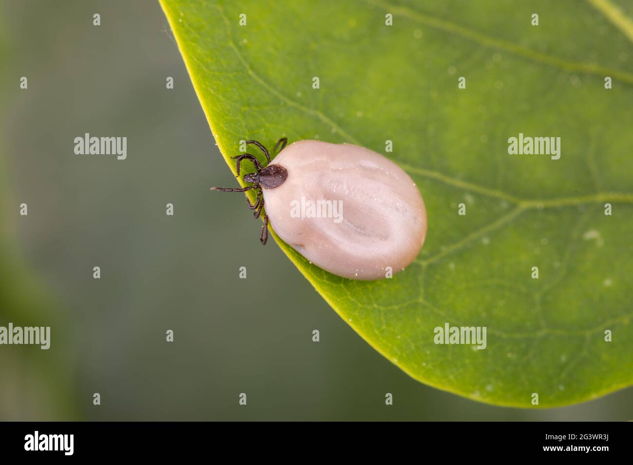 Tick Danger insect Stock Photo