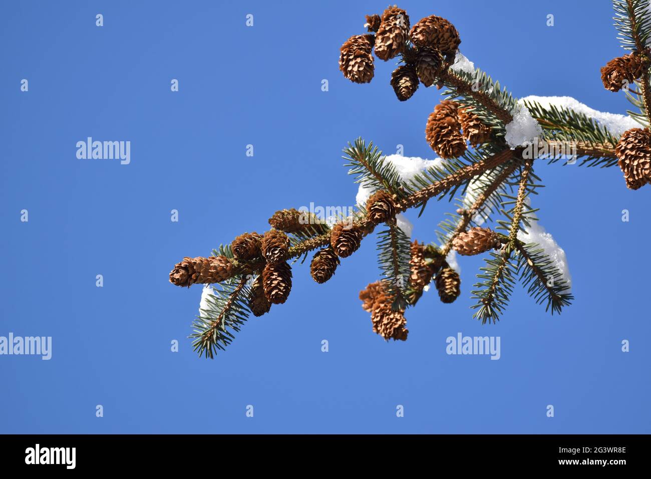 Spruce in winter Stock Photo