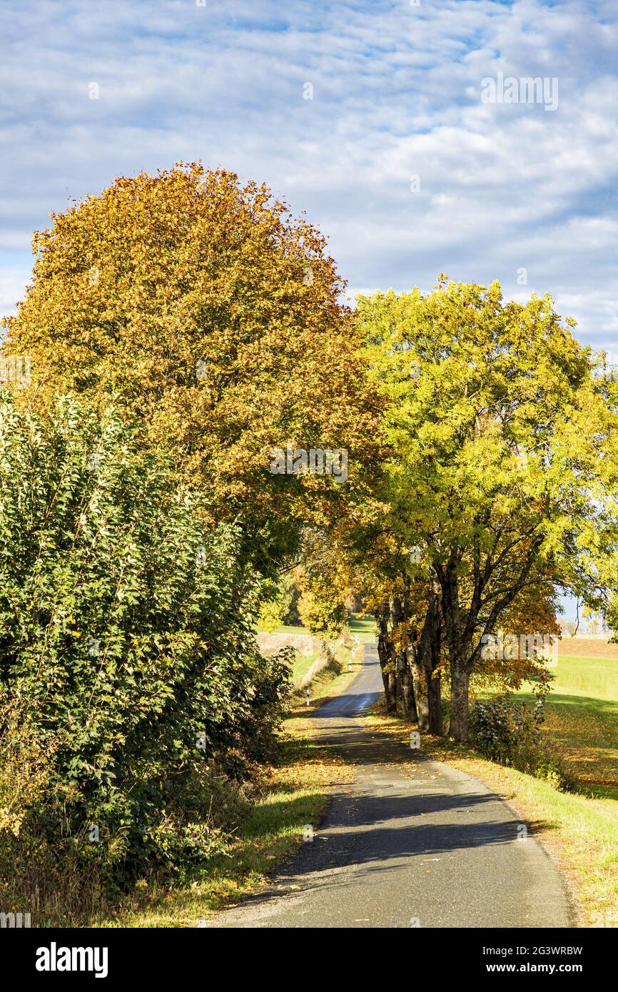 Country road in autumn with tall deciduous trees Stock Photo