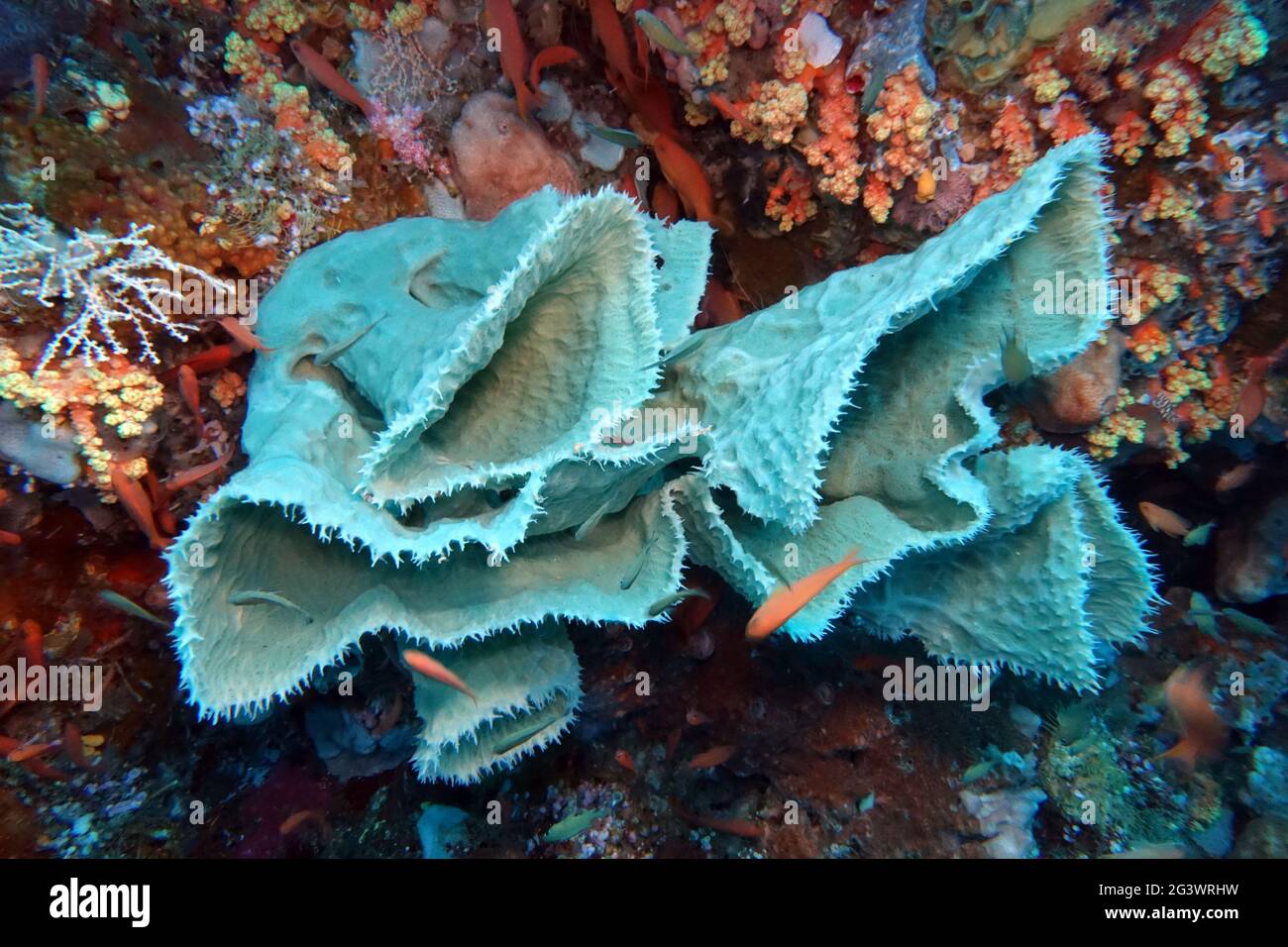 Spiky Tube Sponge  Callyspongia (Cladochalina) aerizusa Stock Photo