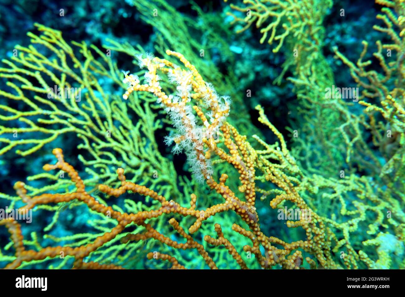 Gorgonian Coral  Muricella cf.paraplectana Stock Photo
