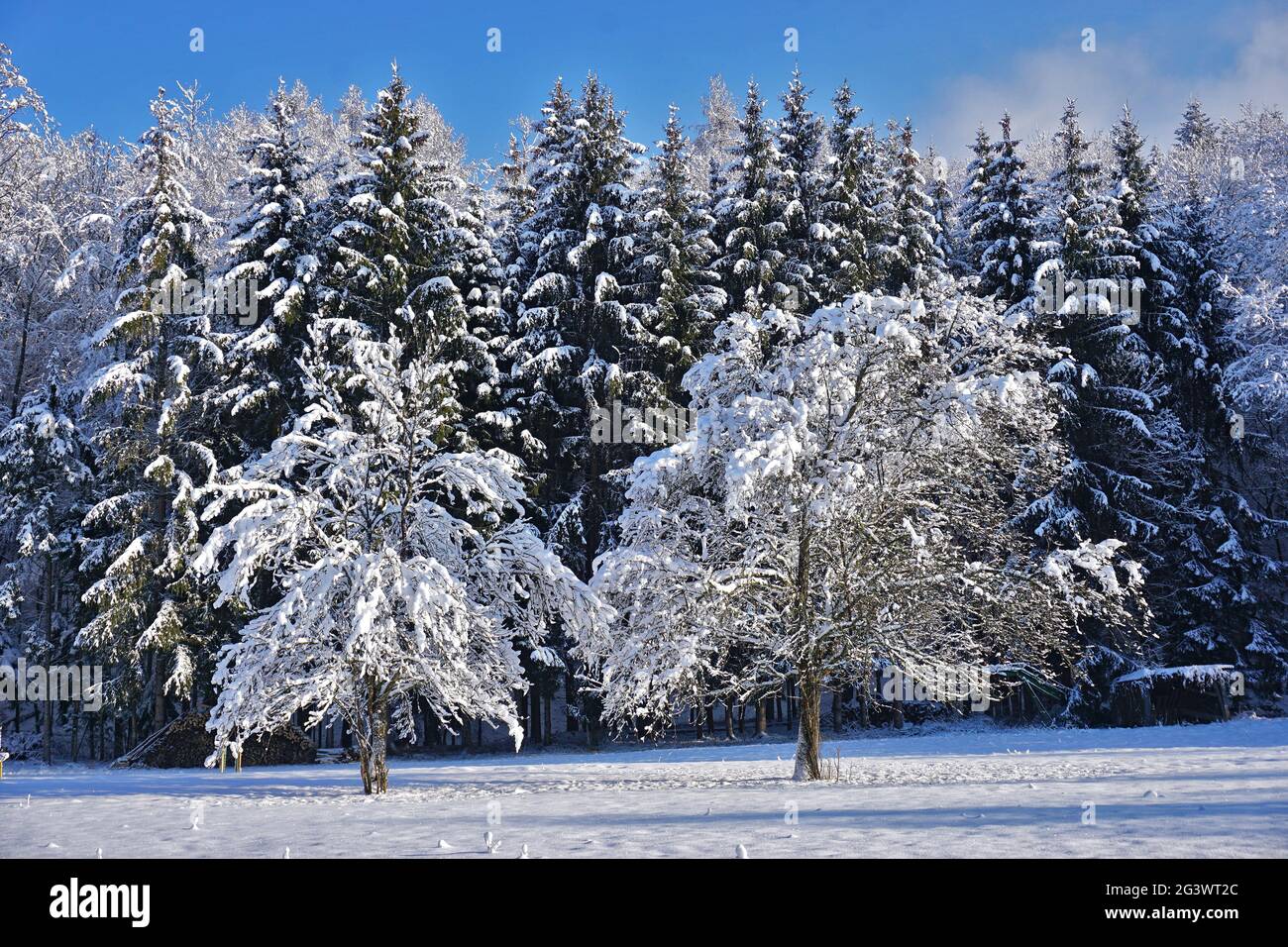 Snowy trees in front of wintry coniferous forest Stock Photo