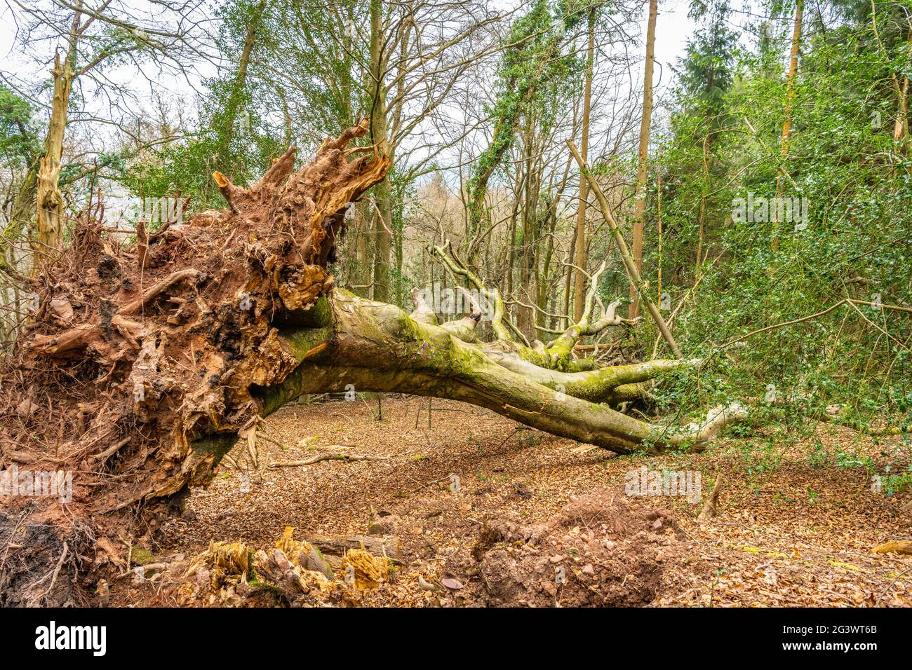 Fallen Tree,Horner Woods,Devon,England Stock Photo
