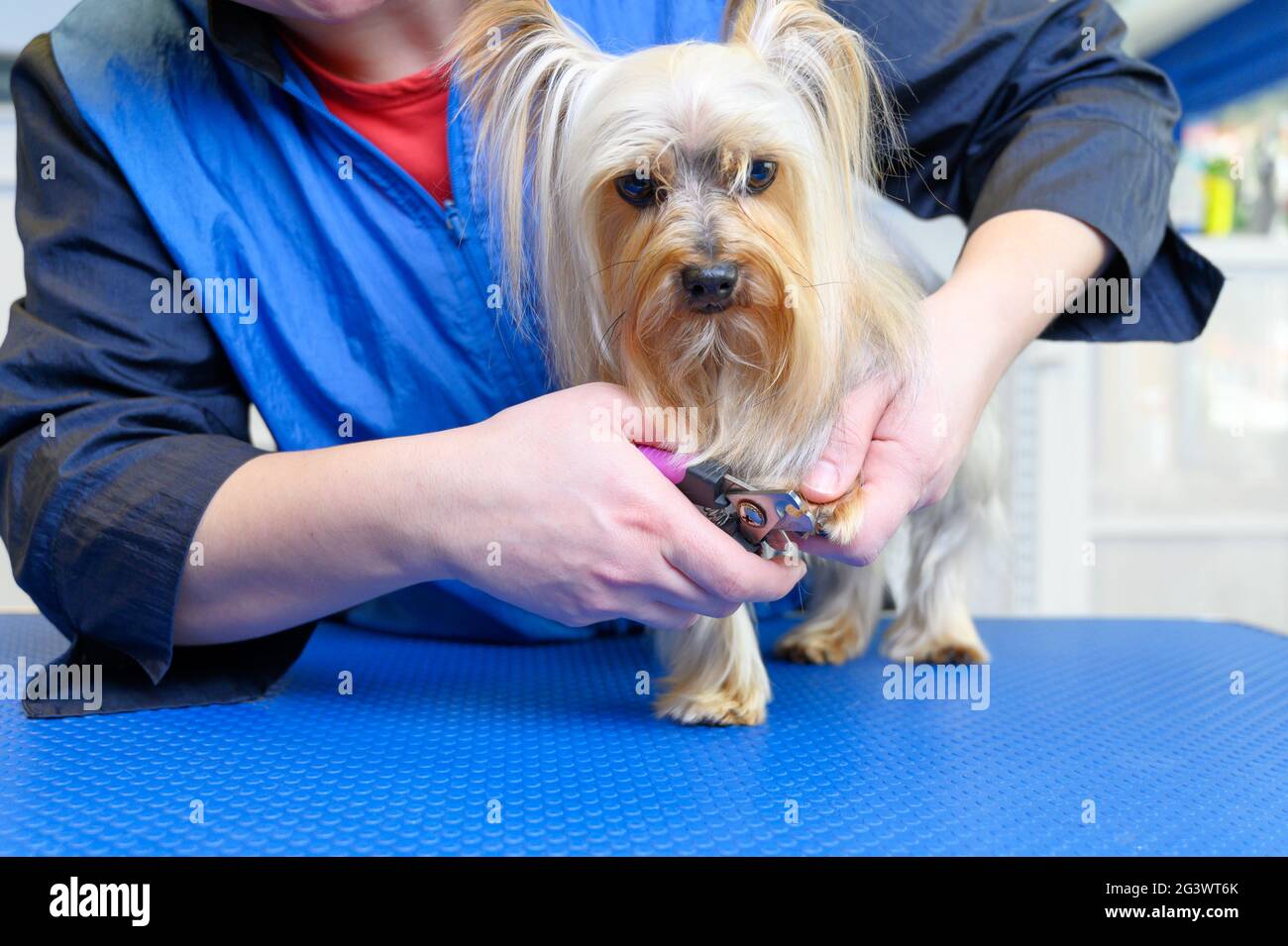 Dog groomer cutting nails on Yorkshire terrier dog Stock Photo Alamy