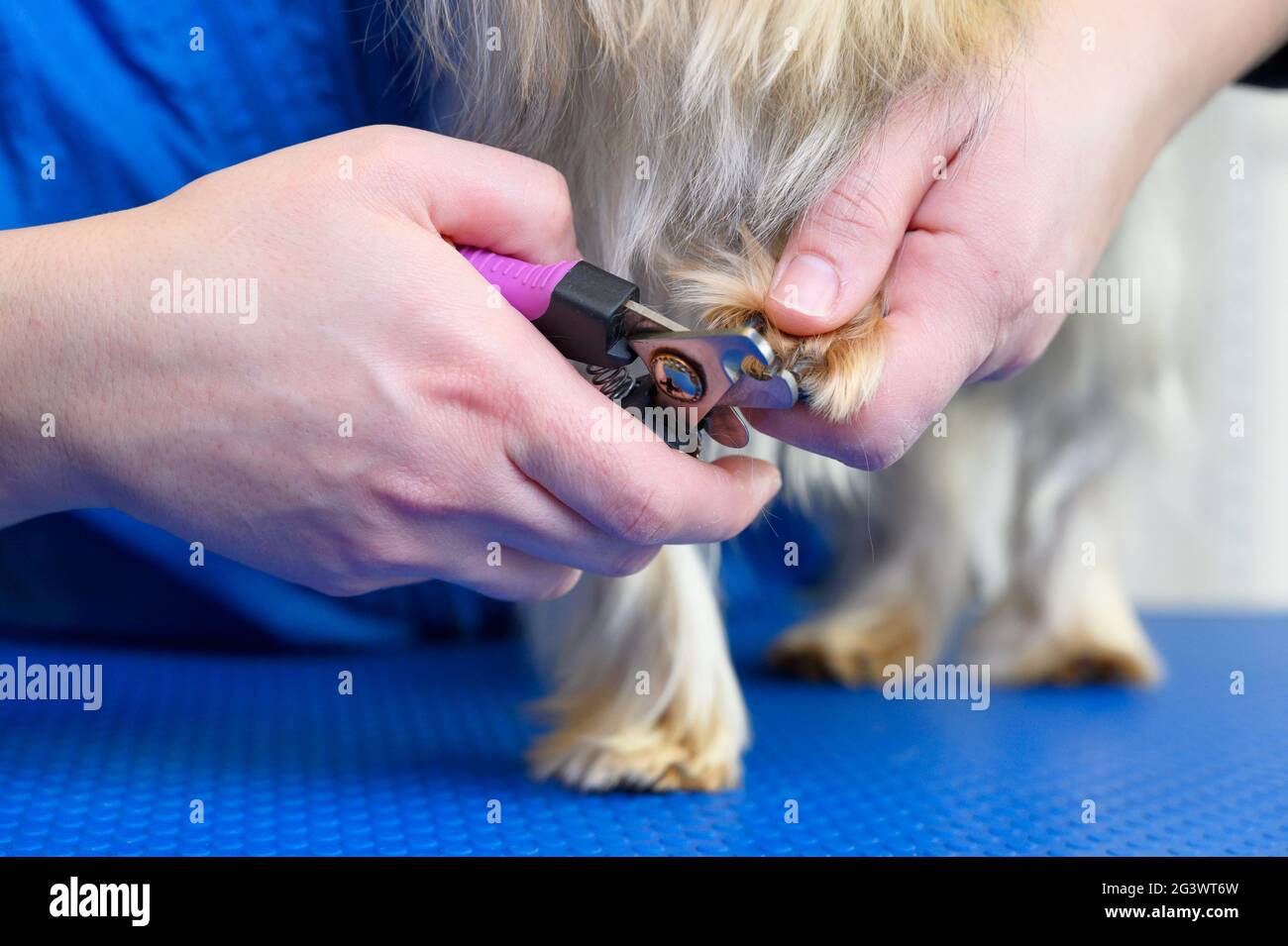 Dog groomer cutting nails on Yorkshire terrier dog Stock Photo Alamy