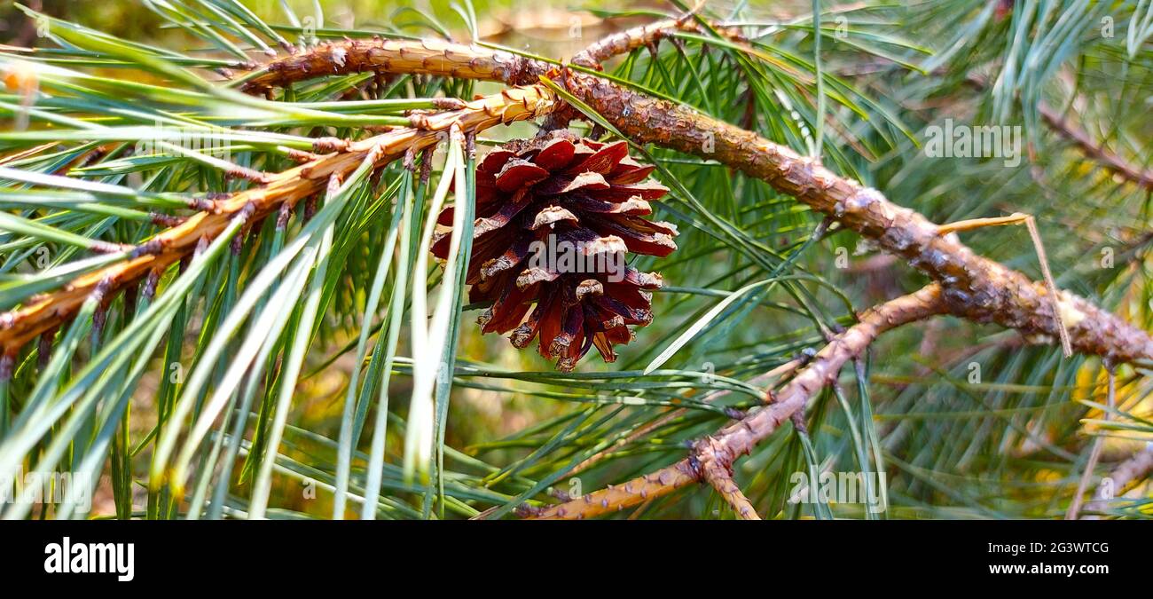 Selective focus shot of pine tree branch with a cone Stock Photo - Alamy