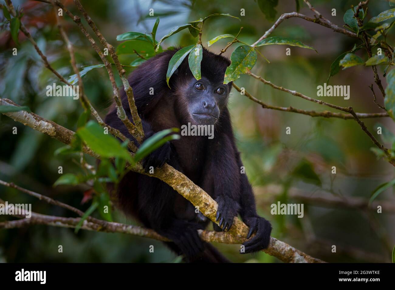 Panama wildlife with a Mantled Howler Monkey, Alouatta palliata, in the rainforest of Soberania national park, Colon province, Republic of Panama. Stock Photo