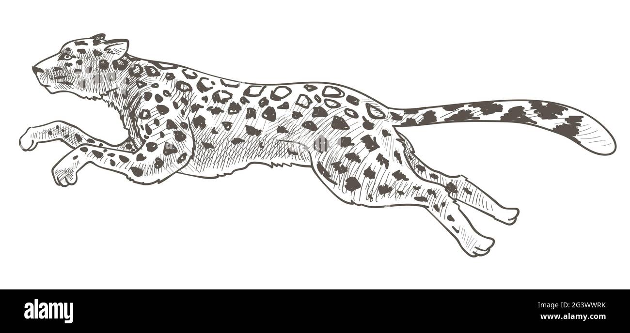 Running cheetah or leopard animal in motion vector Stock Vector