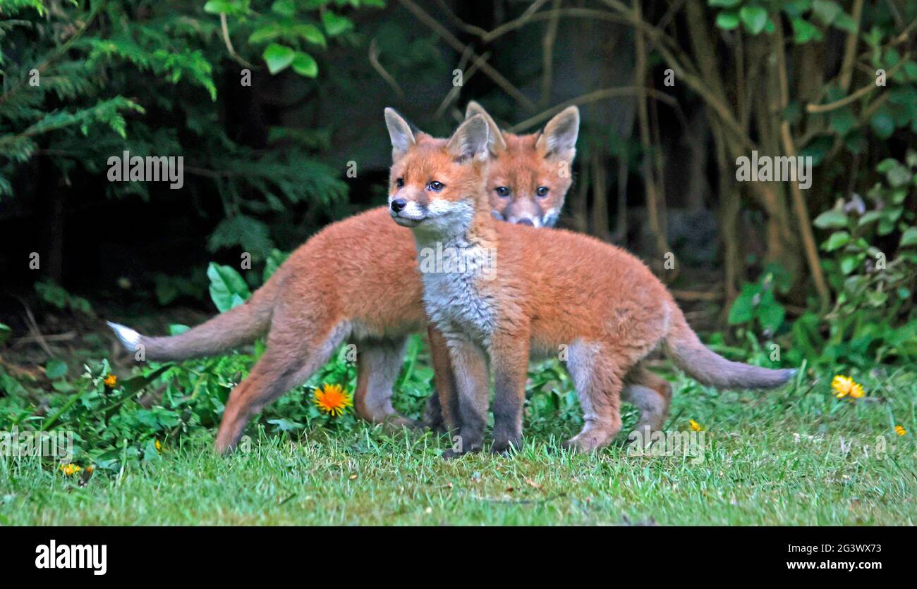 Urban foxes playing and exploring the garden Stock Photo