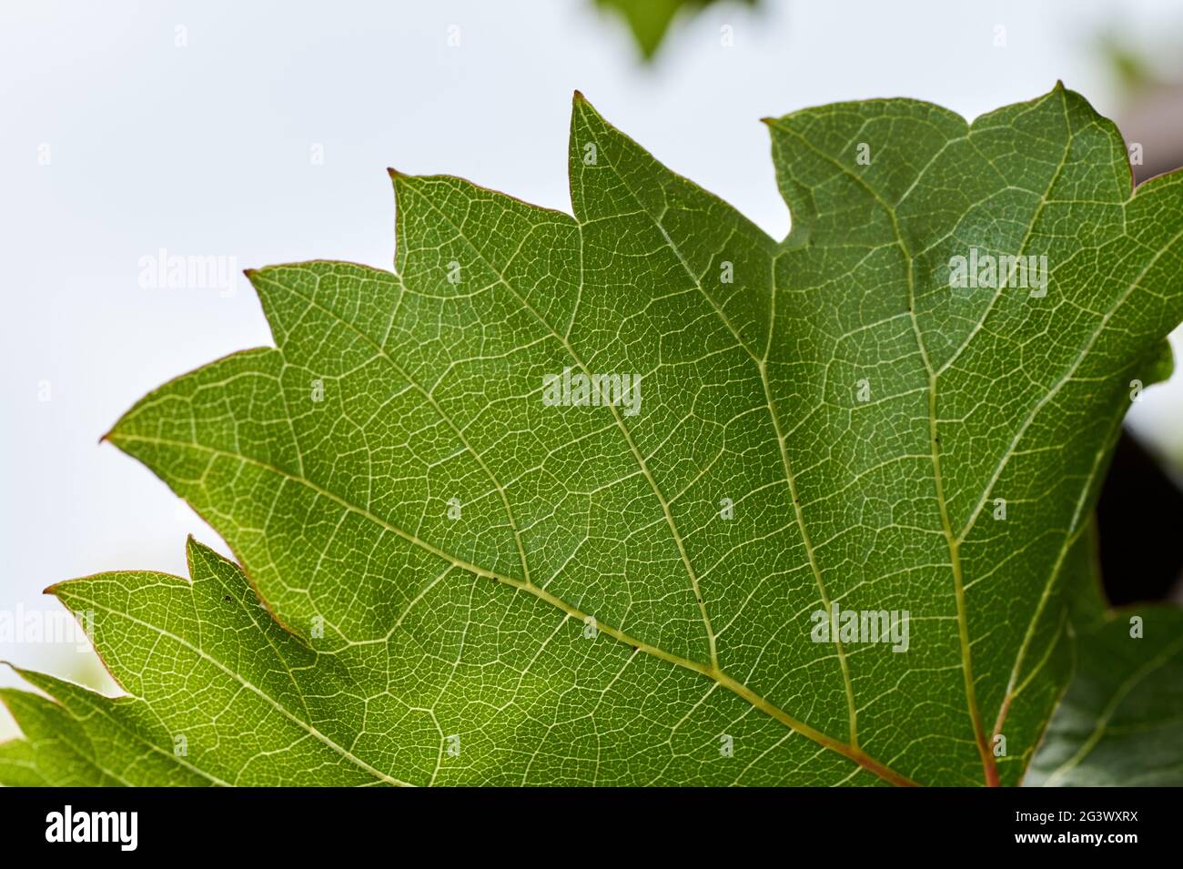green leaves of the grape in nature background Stock Photo - Alamy