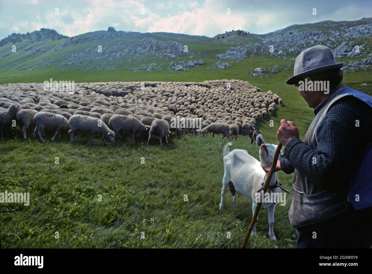 FRANCE. ISERE(38). MASSIF DU VERCORS. SHEPERD AND HERD OF SHEEPS ON THE HIGH PLATEAU Stock Photo