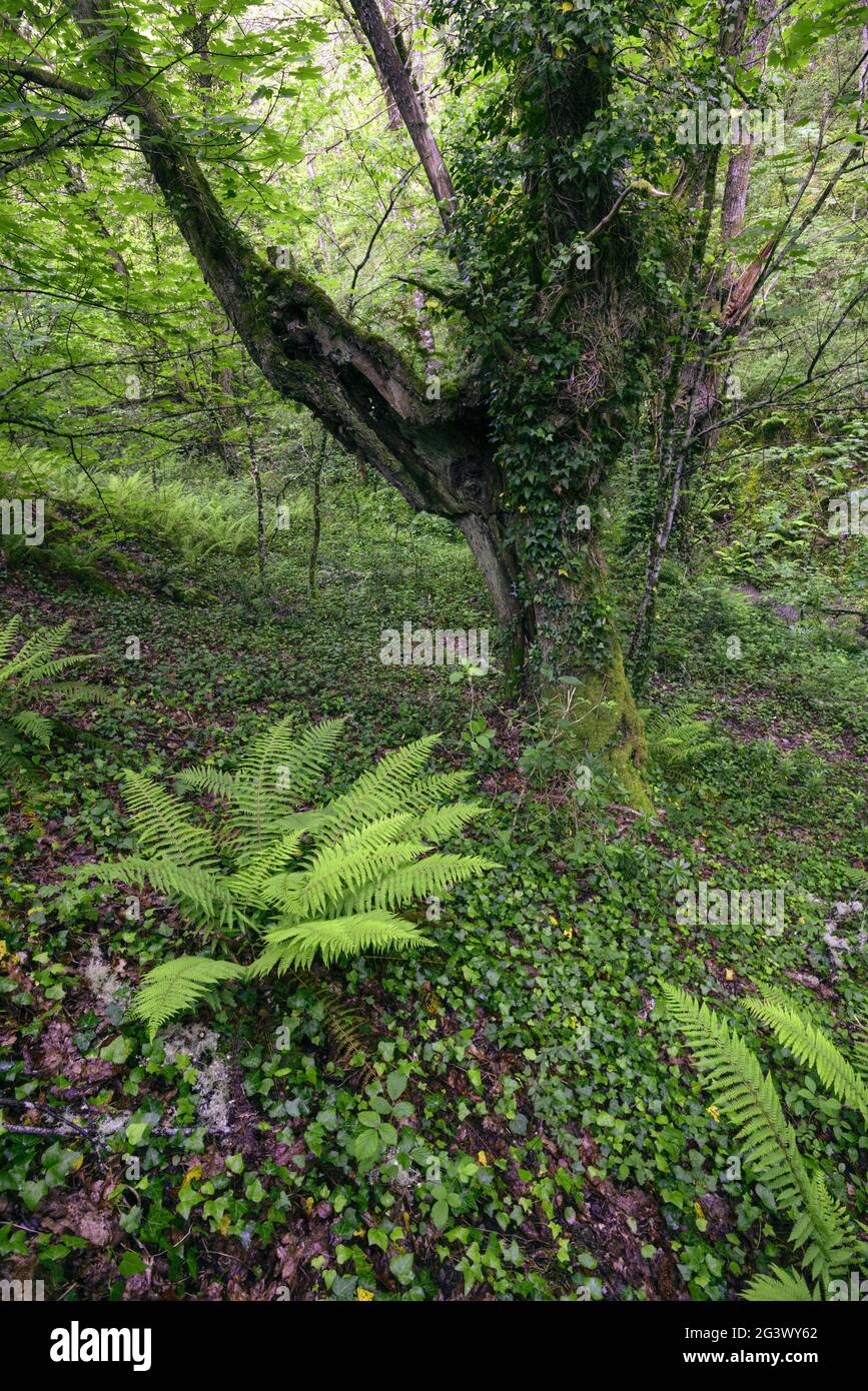 Huge chestnut trees and large ferns populate the ancient deciduous native forests of Becerrea in Galicia Stock Photo