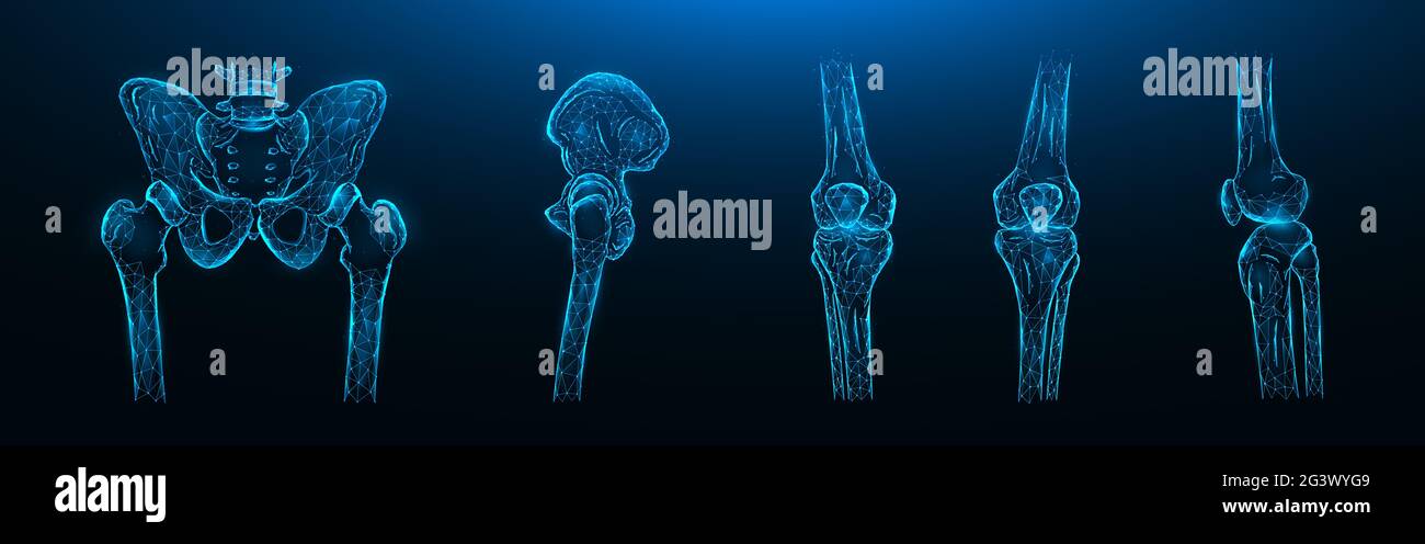 Polygonal vector illustration of the bones of the pelvis, hip joint and knee joints on a dark blue background. Human skeleton an Stock Photo