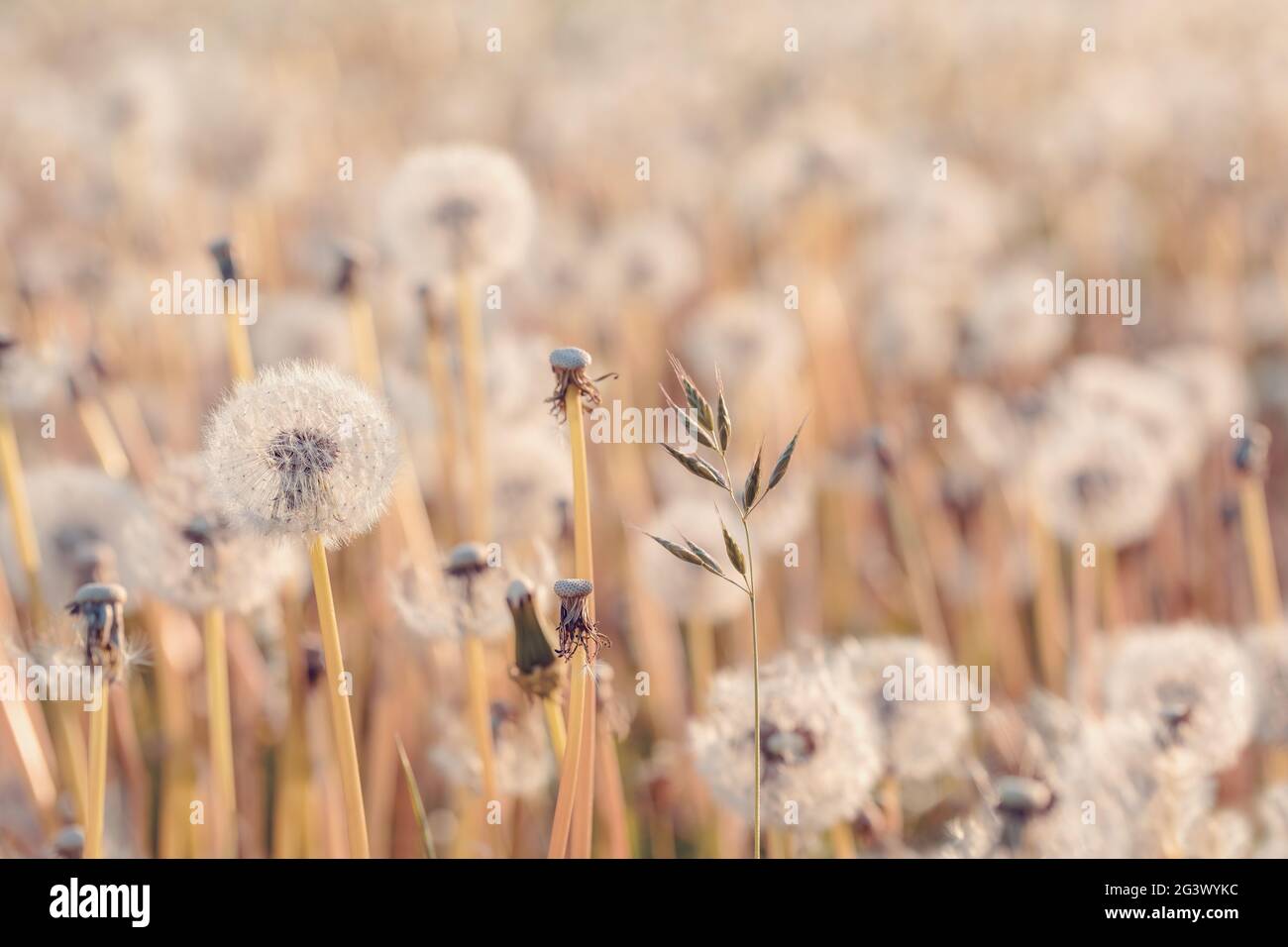 Beautiful spring flower dandelion in meadow Stock Photo