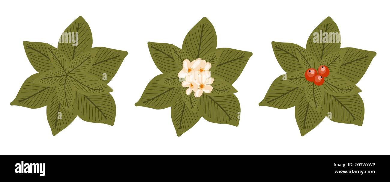 Botanical elements for a landscape plan. Landscaping constructor. Plants top view isolated on white background. Vector illustration Stock Vector