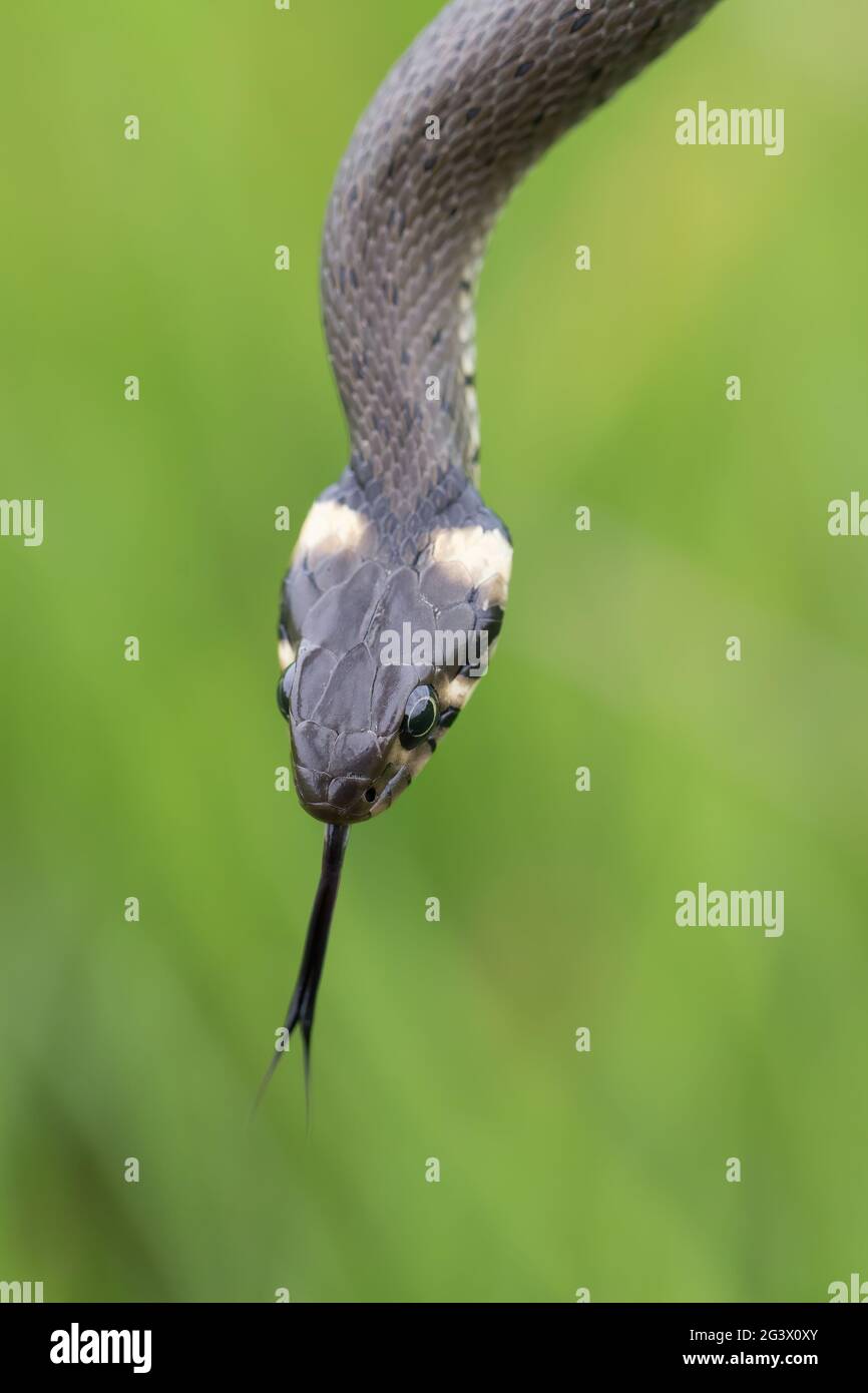 Harmless small snake, grass snake, Natrix natrix Stock Photo