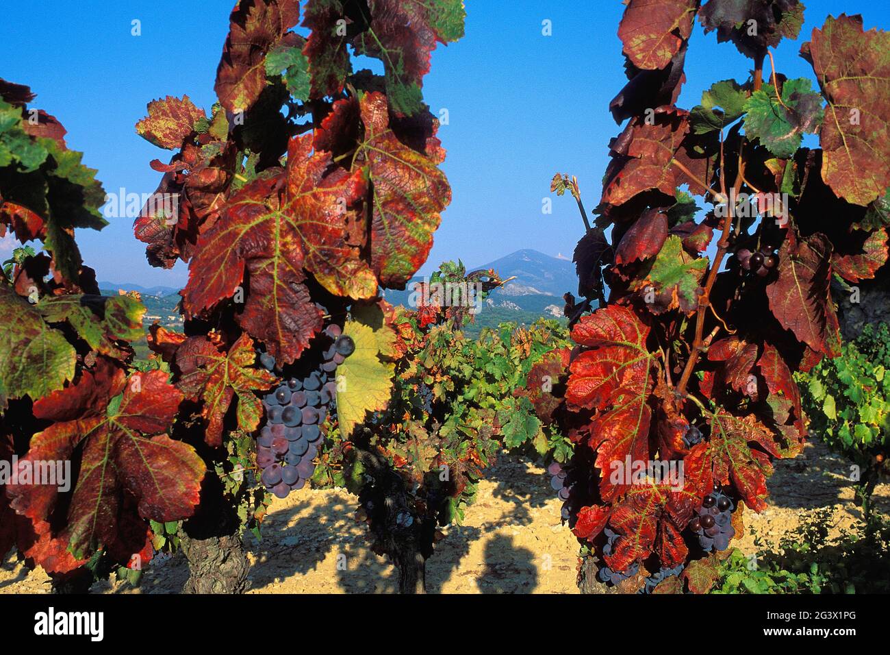 FRANCE. VAUCLUSE (84) VENTOUX MOUNTAIN SEEN FROM AN A.O.C COTES DU RHONE VINEYARD NEAR GIGONDAS VILLAGE IN AUTUMN, PROVENCE, FRANCE Stock Photo