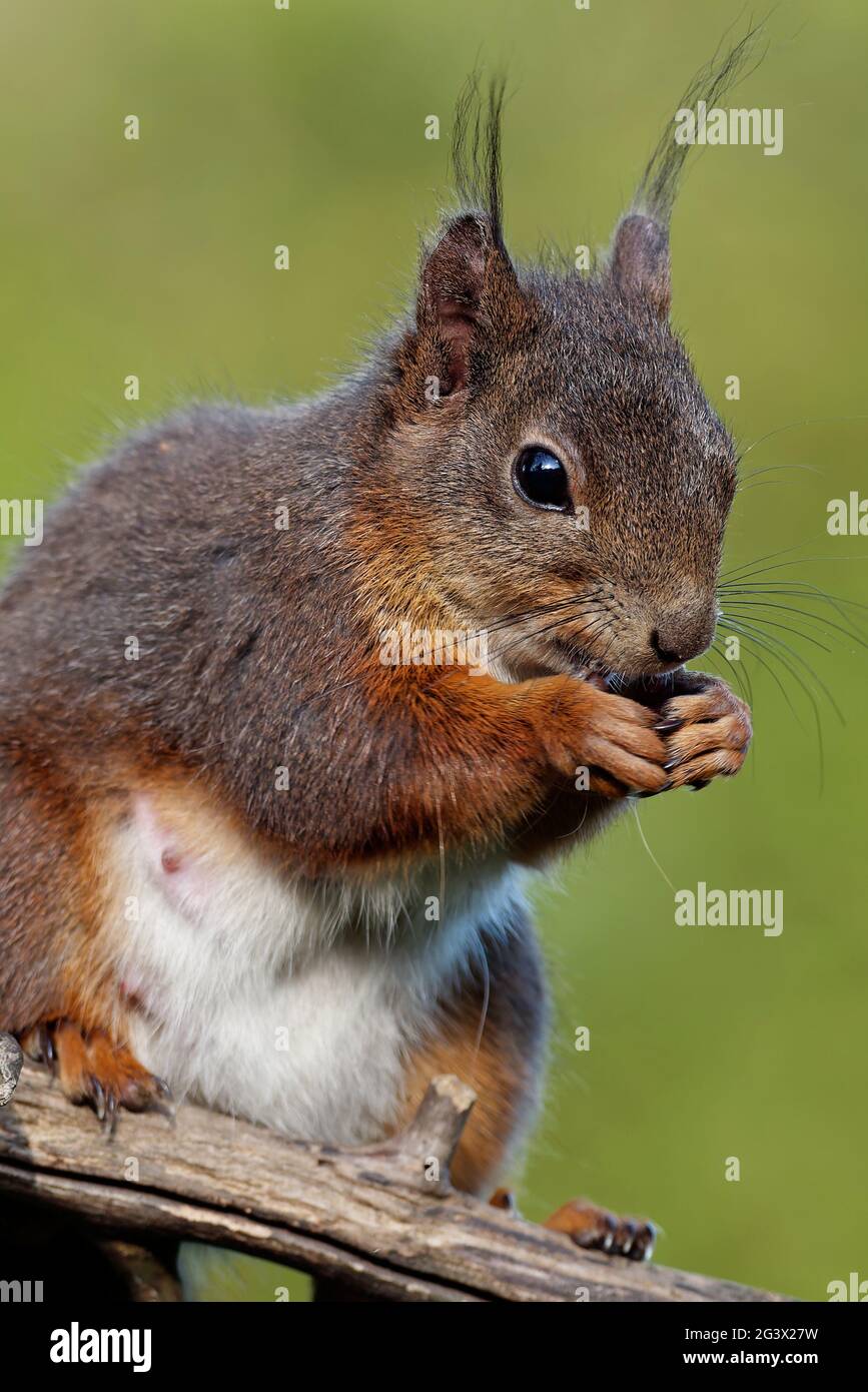 Squirrel eats sunflower seeds Stock Photo