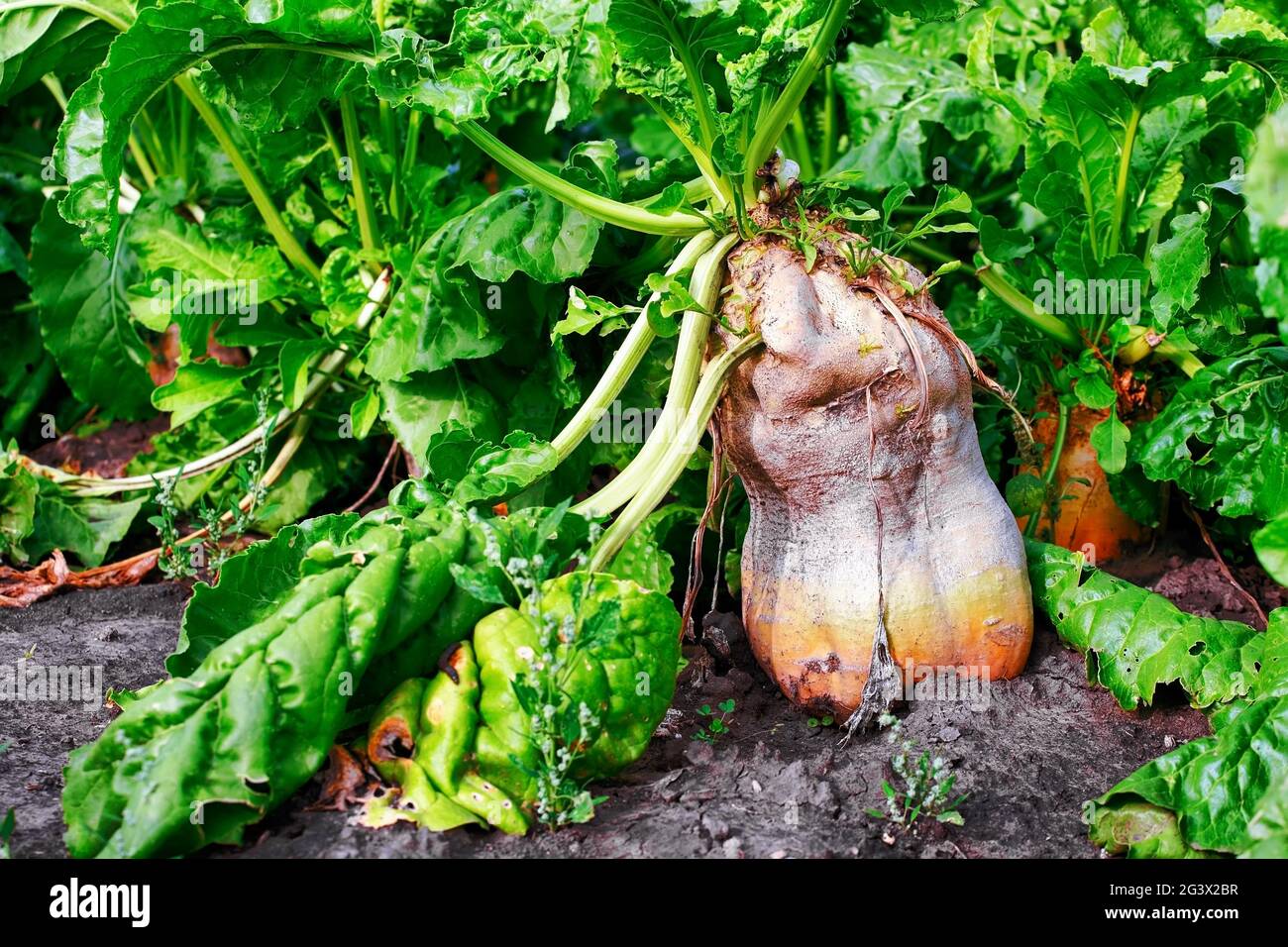 This is a turnip with green leaves on a bed in the garden close-up. Stock Photo