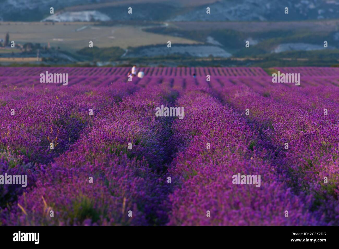 Lavender field at sunset. Blurry abstract background with people taking pictures. Purple rows of lavender. Atmospheric summer landscape. Growing laven Stock Photo